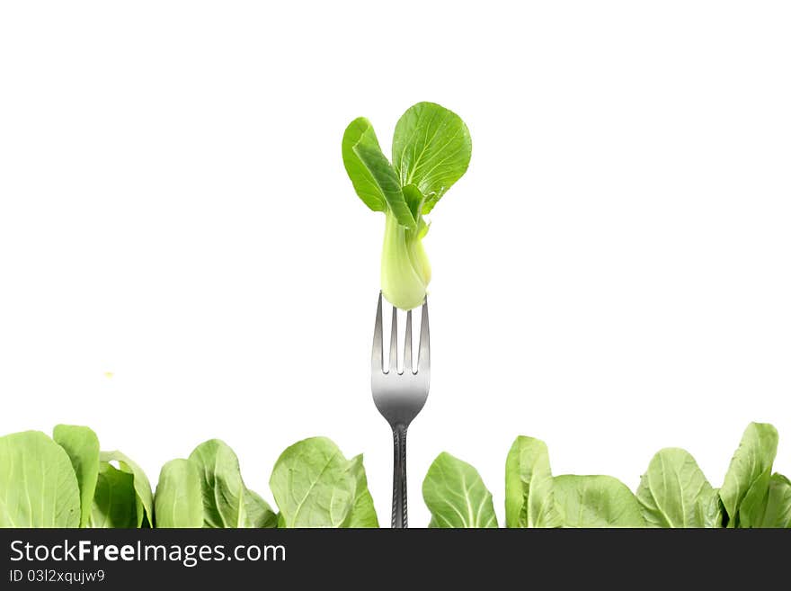 Chinese Cabbage on White Background