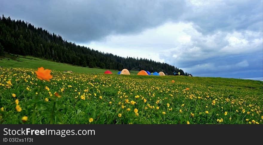 Camping on the blossoming grassland