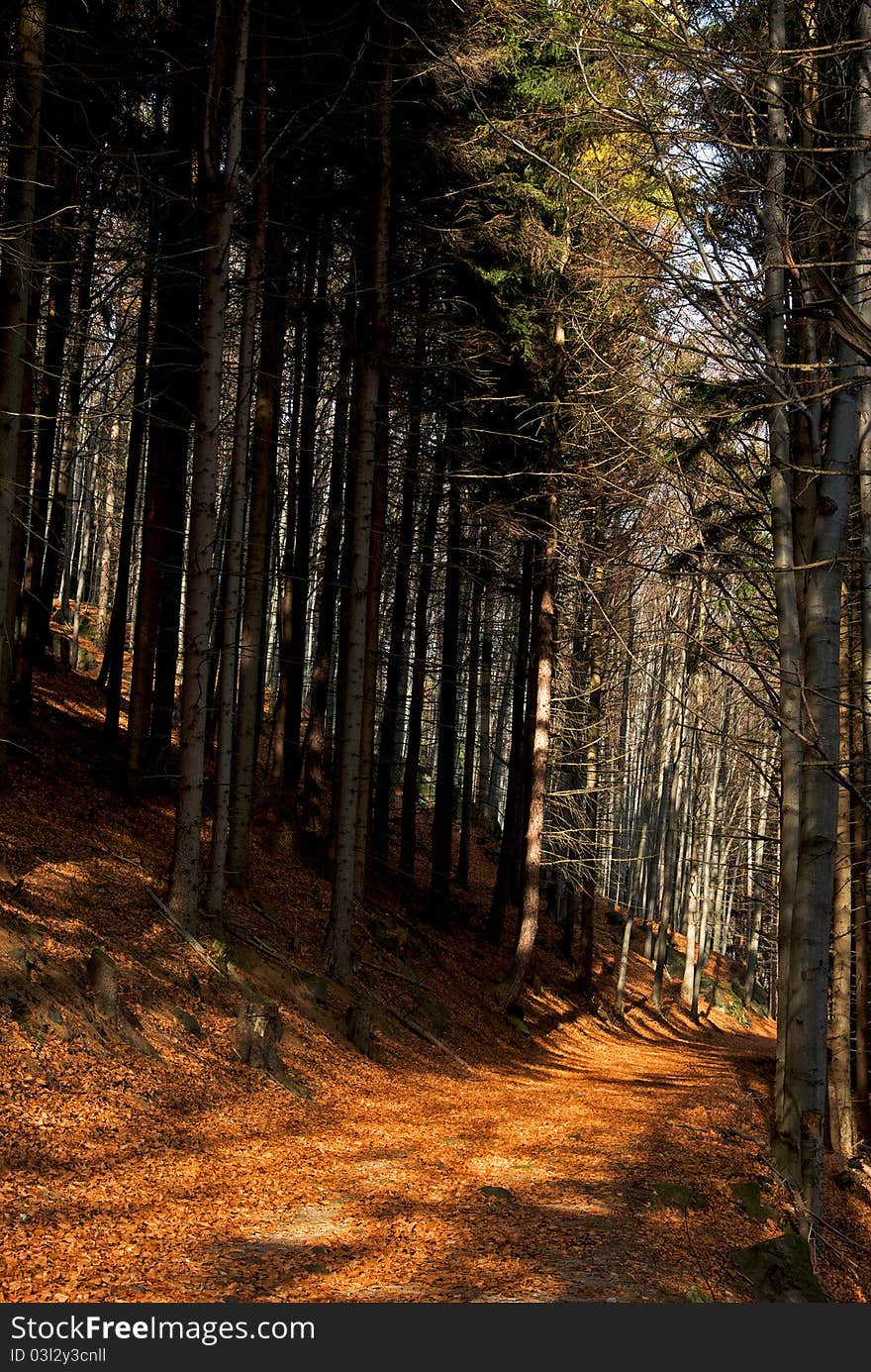 Autumn Forest Pathway