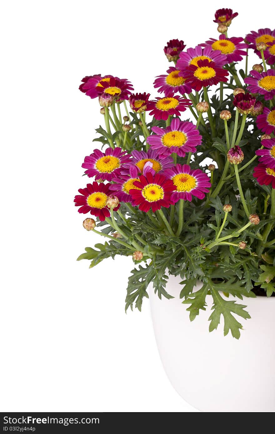 Studio shot of a marguerite in a flowerpot isolated on white