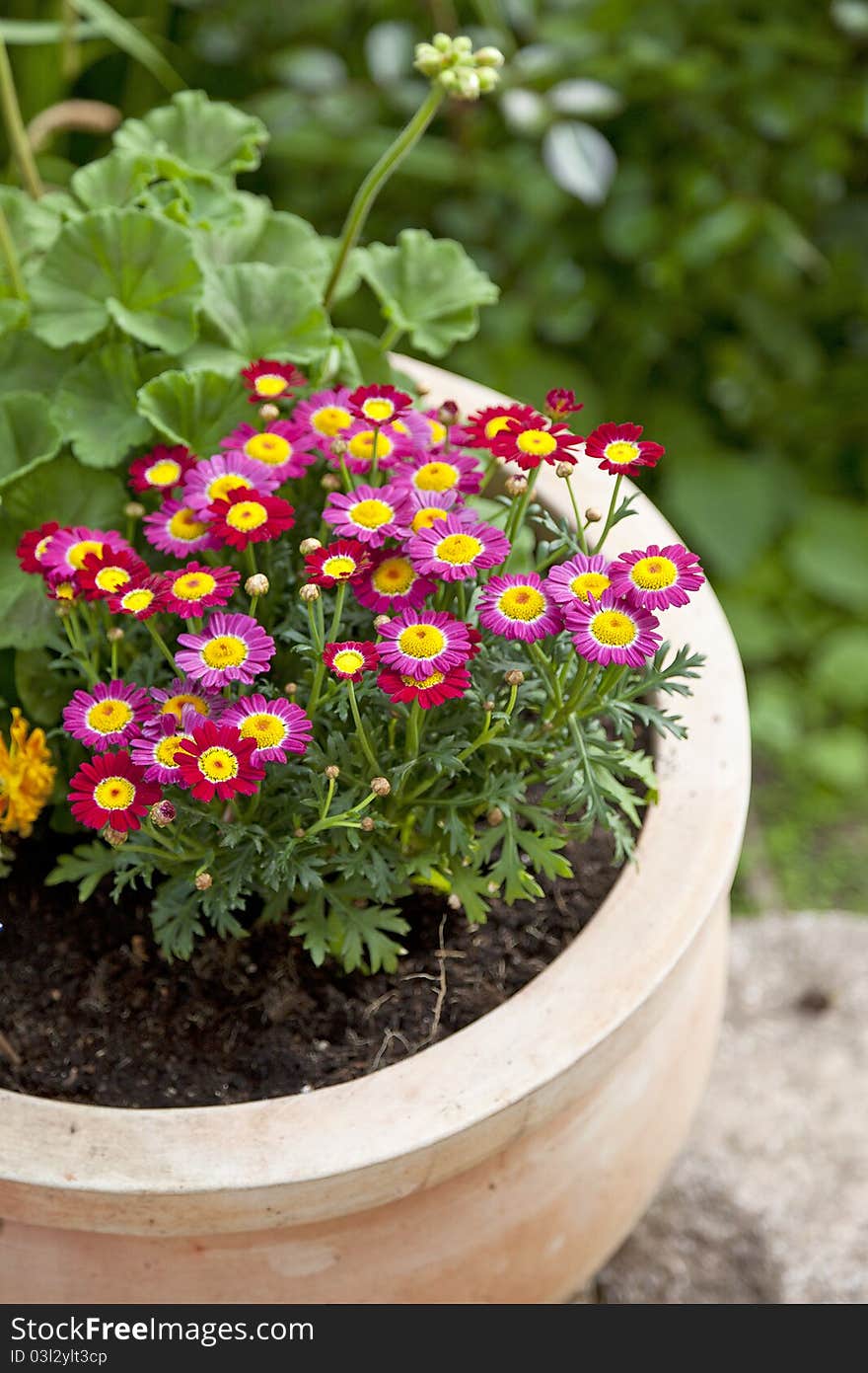 Marguerite flowers in a terracotta flowerpot