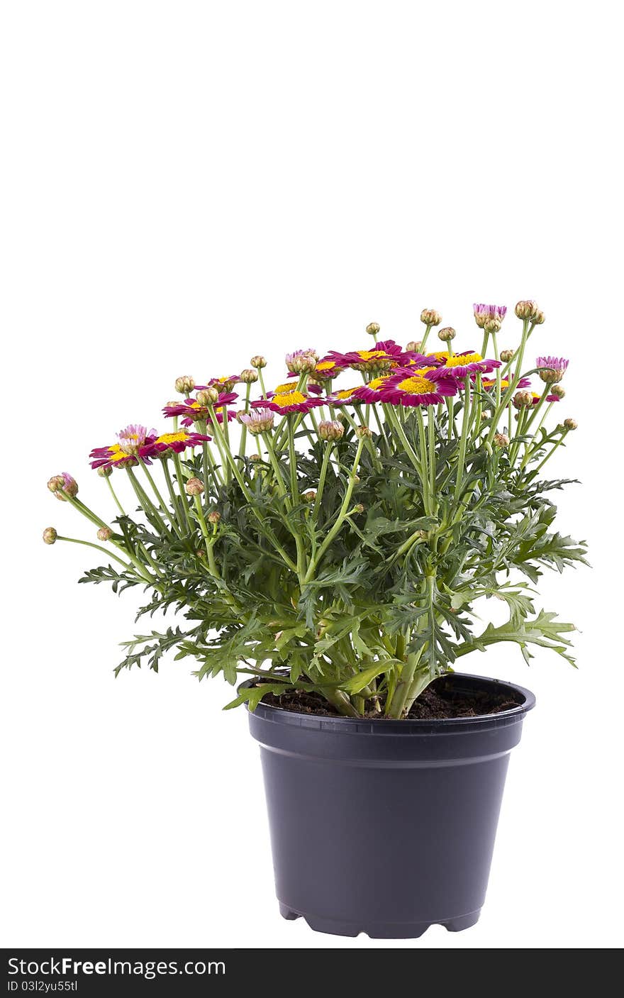 Marguerite Flower In A Plastic Pot