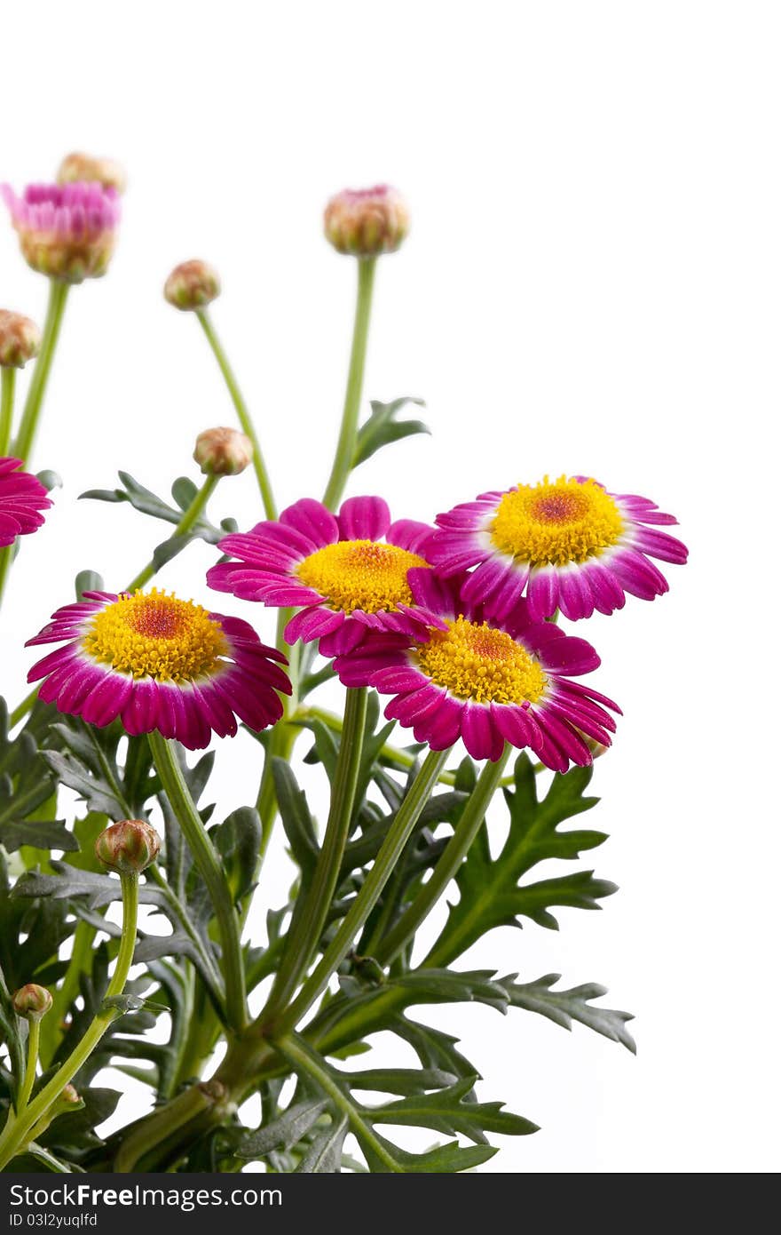 Studio shot of a marguerite isolated on white. Studio shot of a marguerite isolated on white.