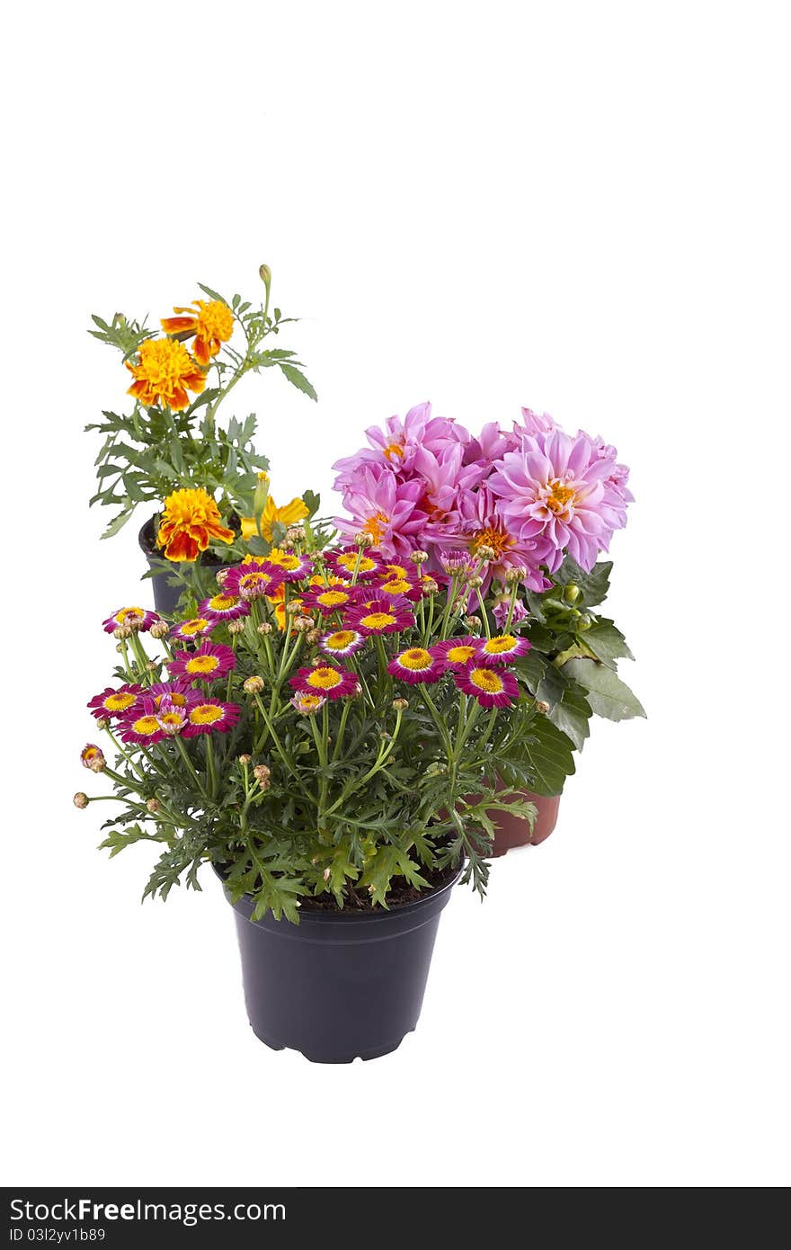 Studio shot of dahlia, ( french ) marigold and a marguerite isolated on white. Studio shot of dahlia, ( french ) marigold and a marguerite isolated on white.