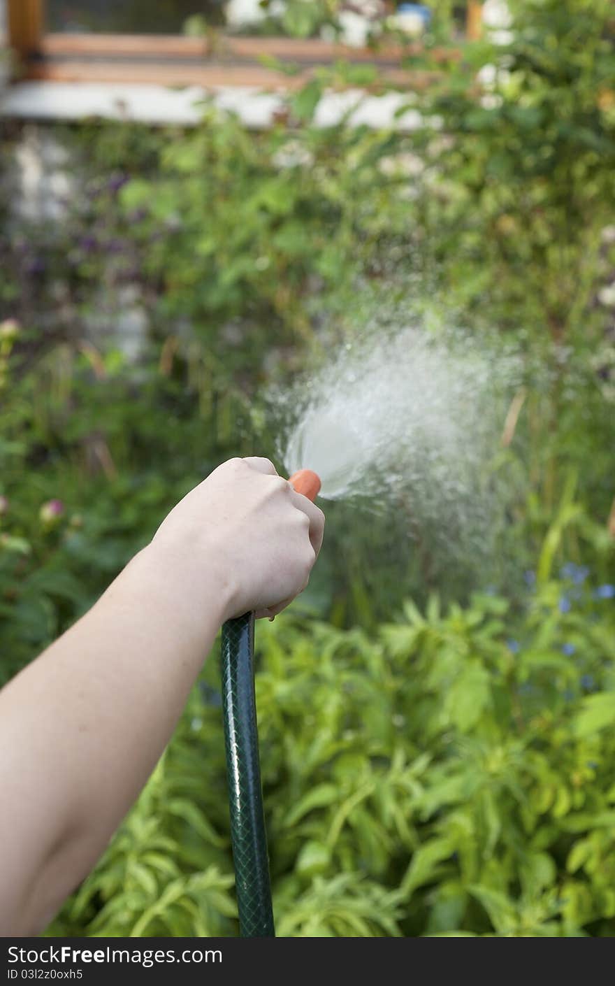 Hand holding a water tube and watering the flowerbed..