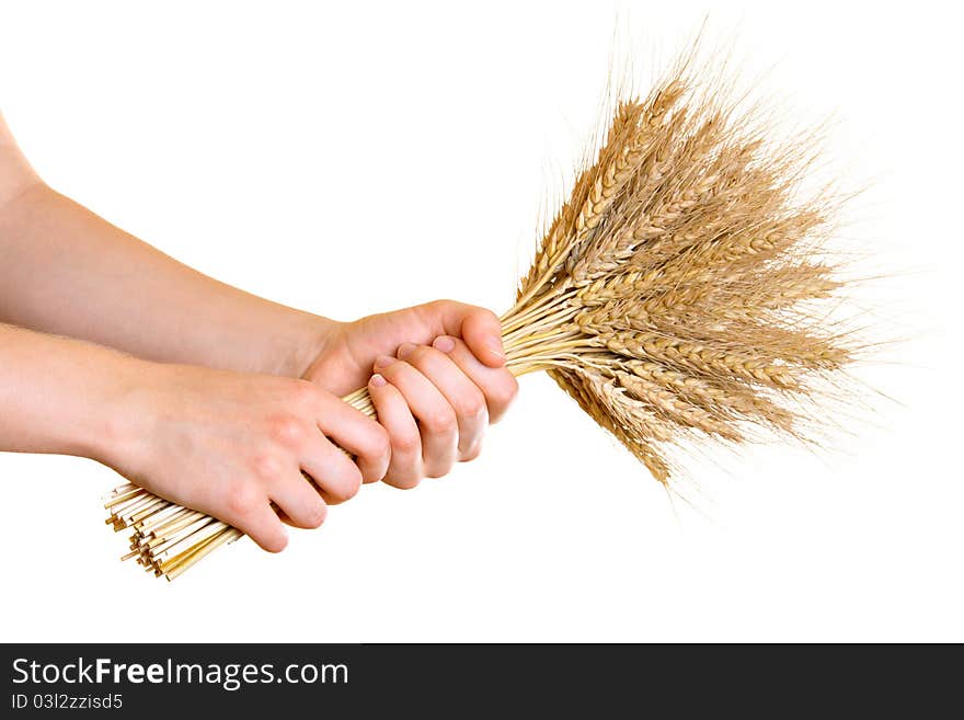 Barley ears in young woman's hands, isolated on white