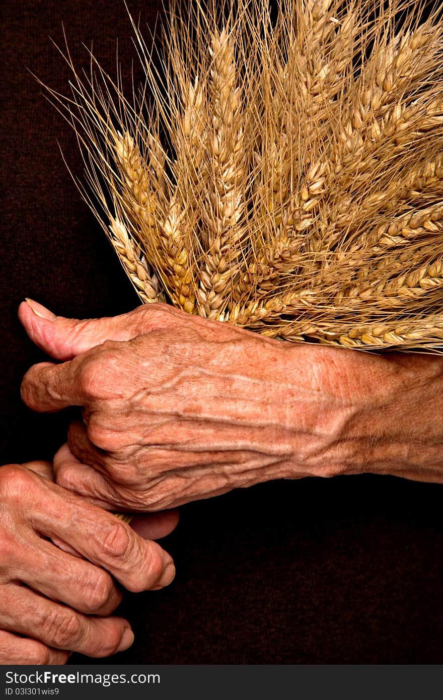 Barley Ears In Senior Woman S Hands