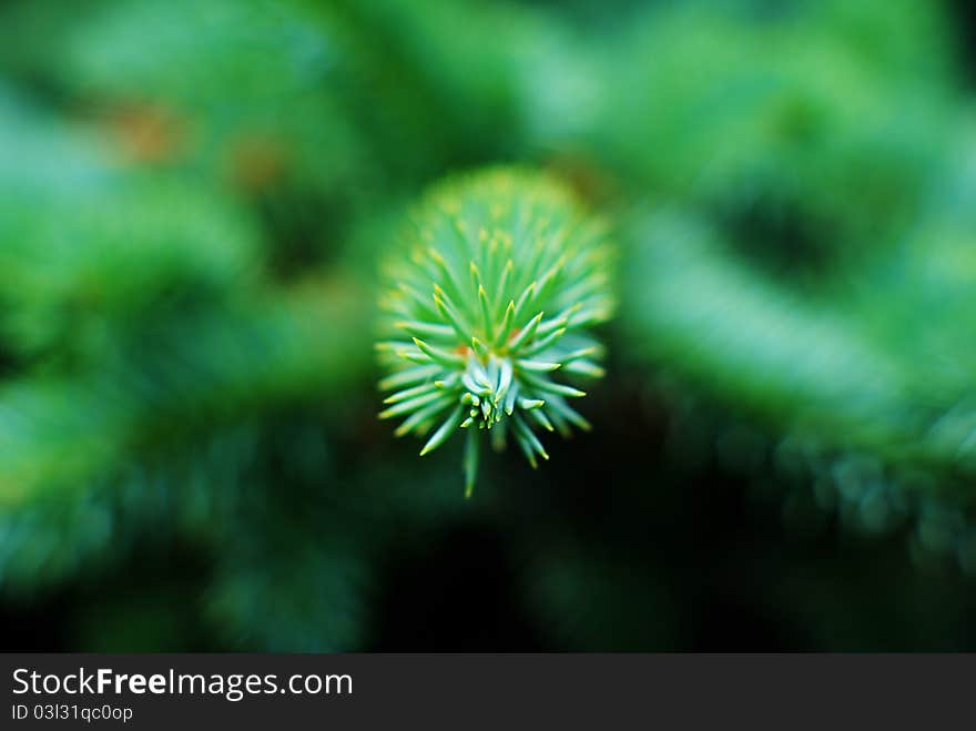 Green pine leaves closeup image. Green pine leaves closeup image