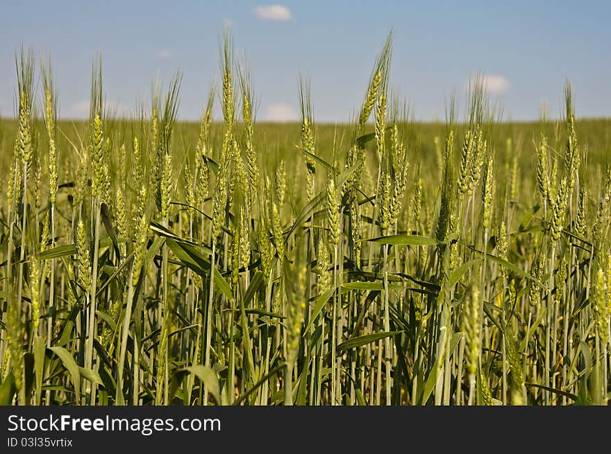 Wheat ears and blue sky