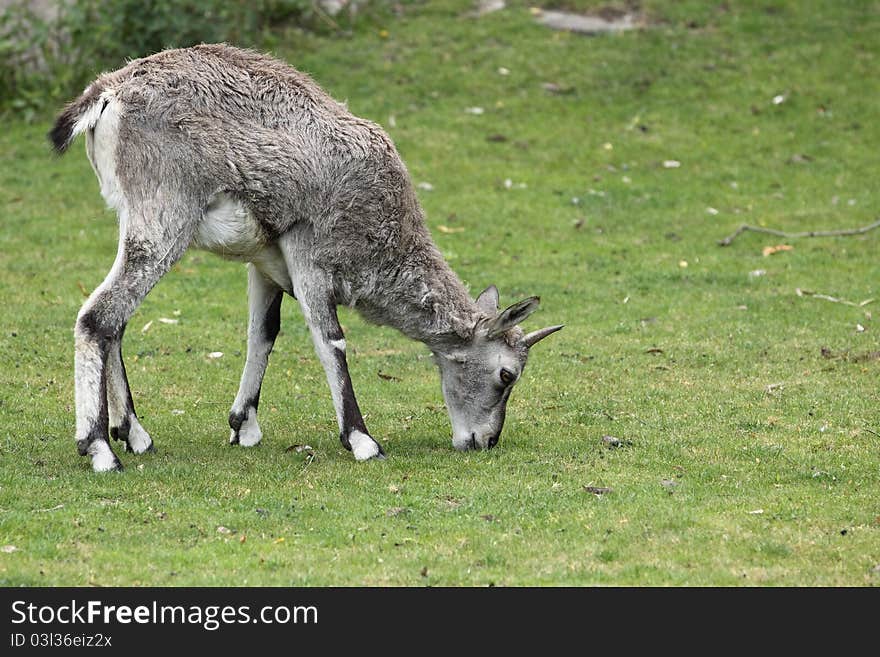 The Himalayan blue sheep on the grass.