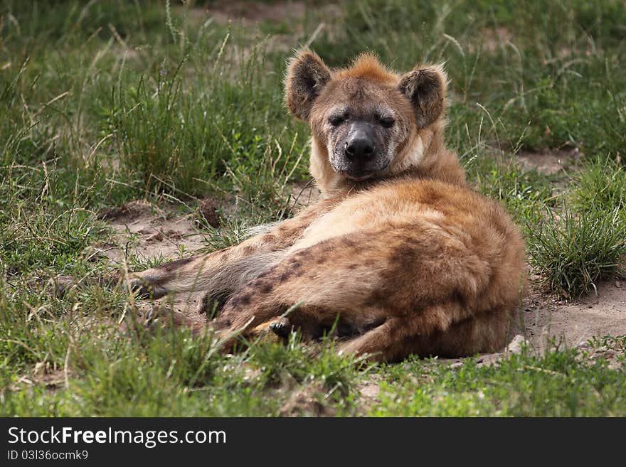 The lying ang gazing spotted hyena in the grass.