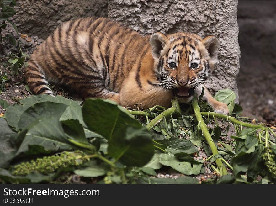 Tiger Cub