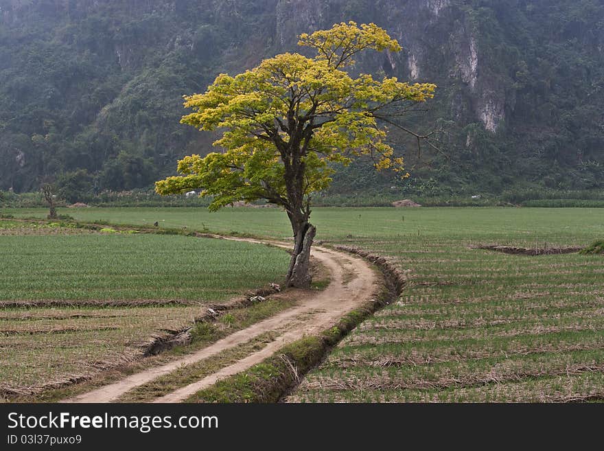 Alone tree in north of Thailand.