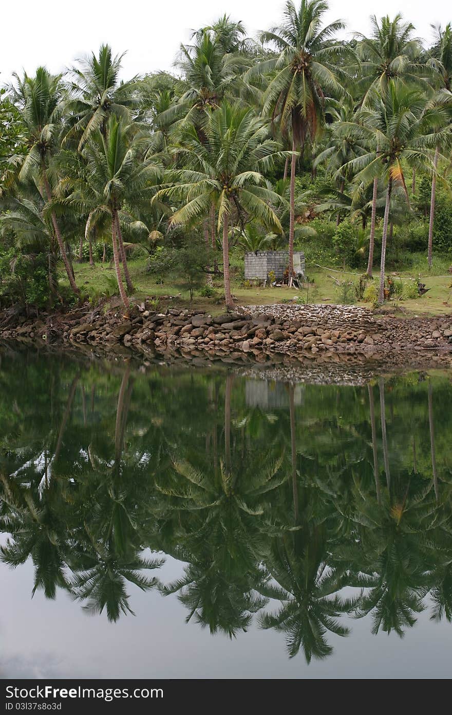 Coconut tree garden and canal