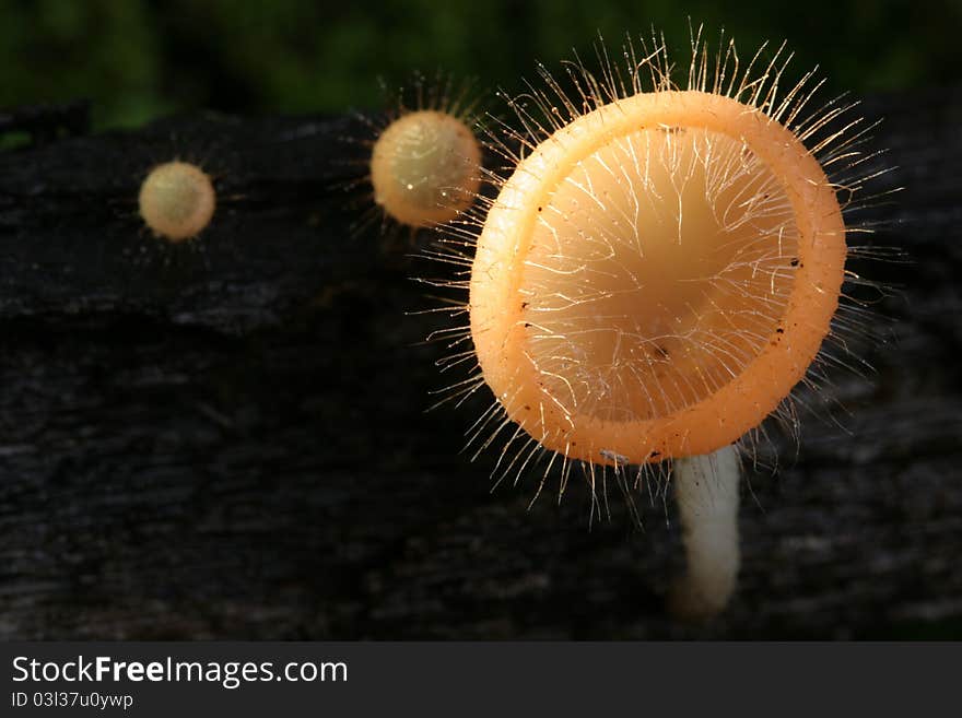 Cookeina Trachoma Mushroom