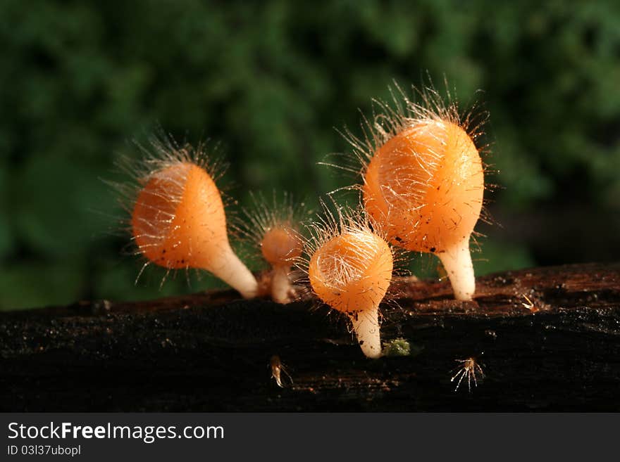 Cookeina Trachoma Mushroom