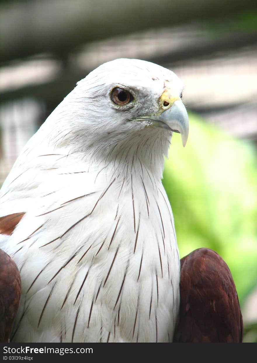 Scaly-breasted Falcon