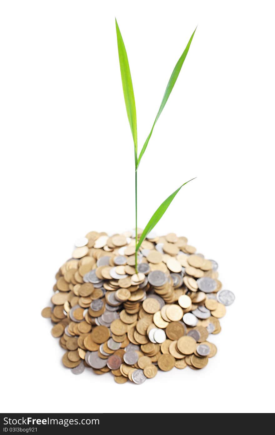 Young green plant is growing out of heap of coins isolated on white background