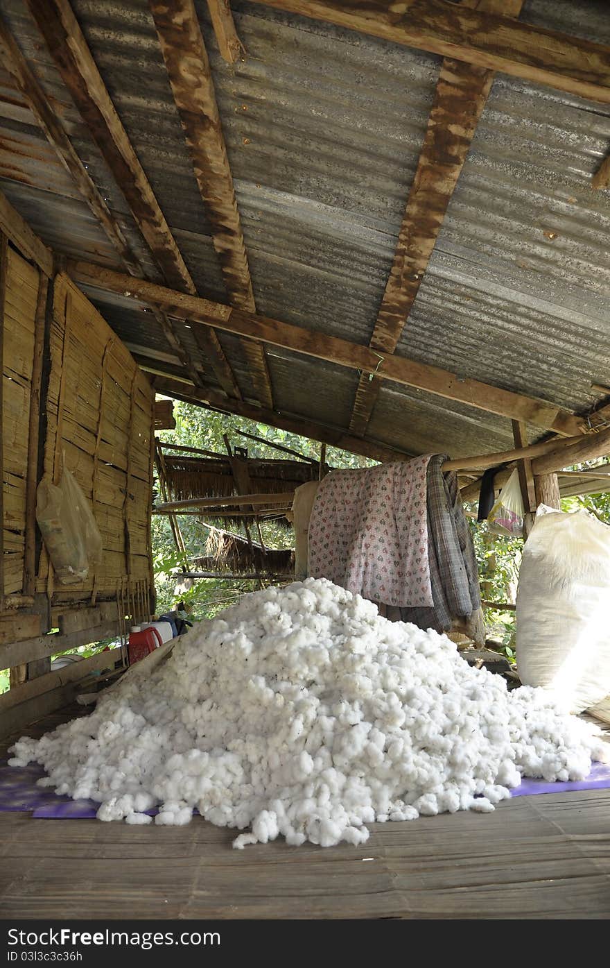 The pile of raw cotton together. In the agricultural sector. The pile of raw cotton together. In the agricultural sector.