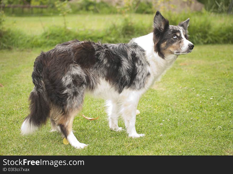 Intelligent border collie sheep dog waiting for his boss giving commands. Intelligent border collie sheep dog waiting for his boss giving commands