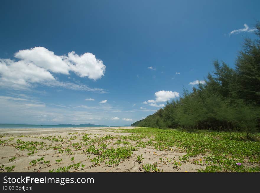 Pine Tree On The Beach