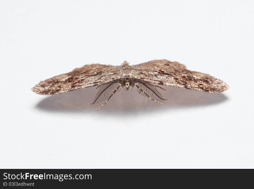 Moth on white background