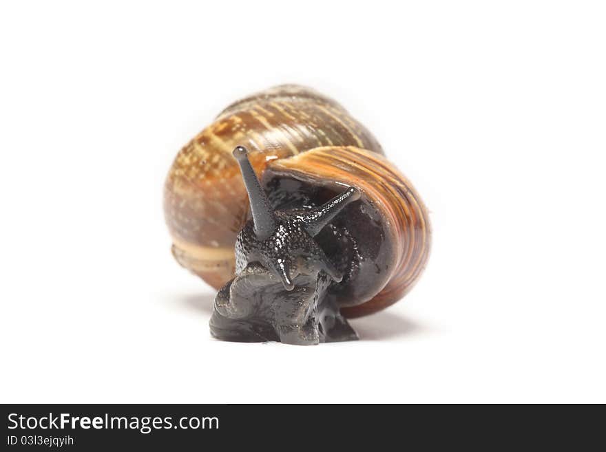 Front view of Snail on white background