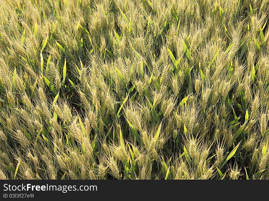 Wheat field in early summer, seen from above and backlit. Wheat field in early summer, seen from above and backlit