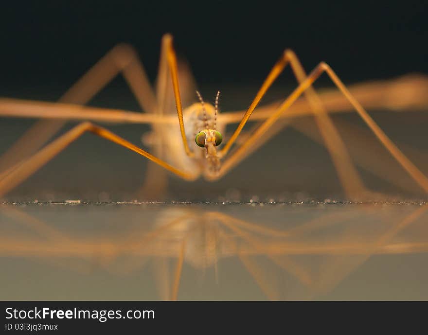 A macro shot of a common crane fly