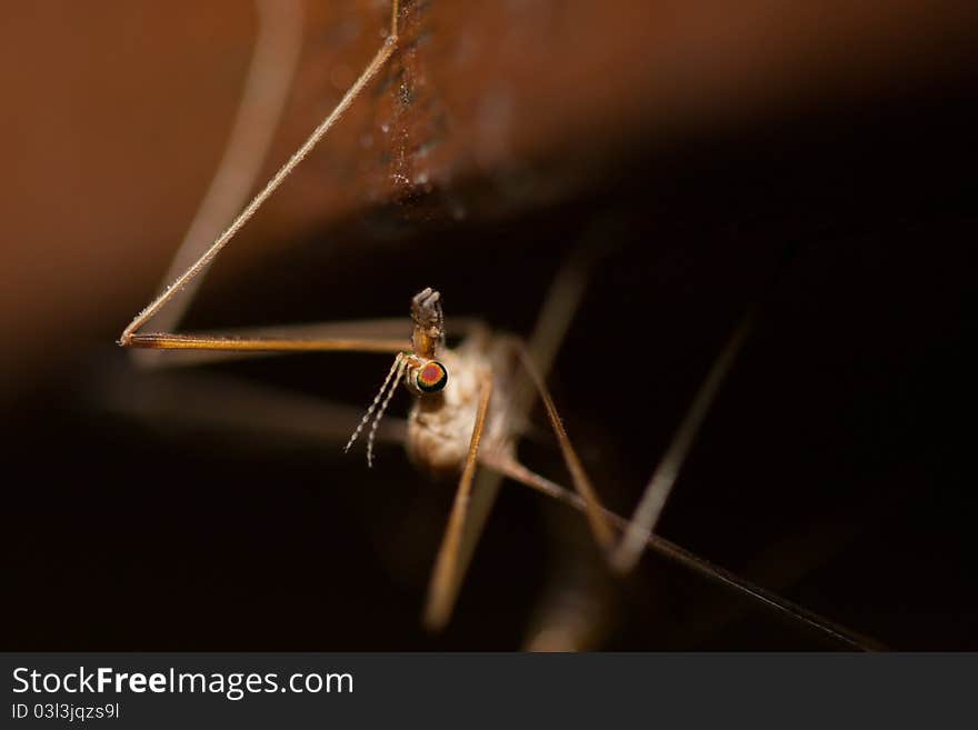 Freakey common crane fly