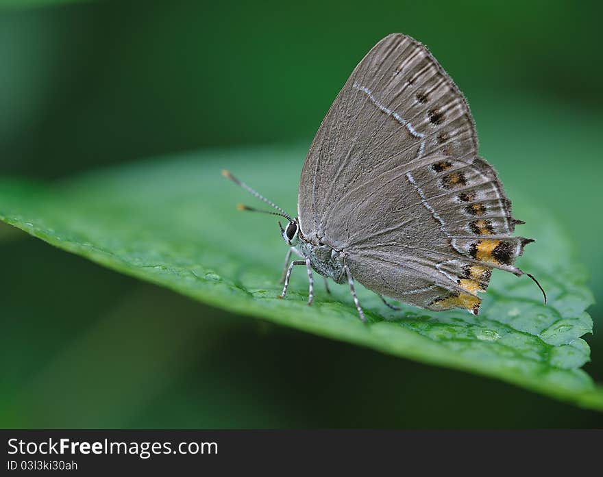 The small butterfly, the wing unfolds the 30mm low position flight, agile, likes visiting the flower, the behind spot and the tail uses to deceive the natural enemy. The larva likes the leguminous plant. The small butterfly, the wing unfolds the 30mm low position flight, agile, likes visiting the flower, the behind spot and the tail uses to deceive the natural enemy. The larva likes the leguminous plant.