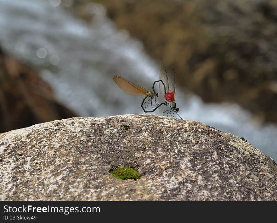 The dragonfly has the beautiful wing, slender body, gigantic eye. Their copulation posture is in the insect unique. The larva passed in the water. The dragonfly has the beautiful wing, slender body, gigantic eye. Their copulation posture is in the insect unique. The larva passed in the water.