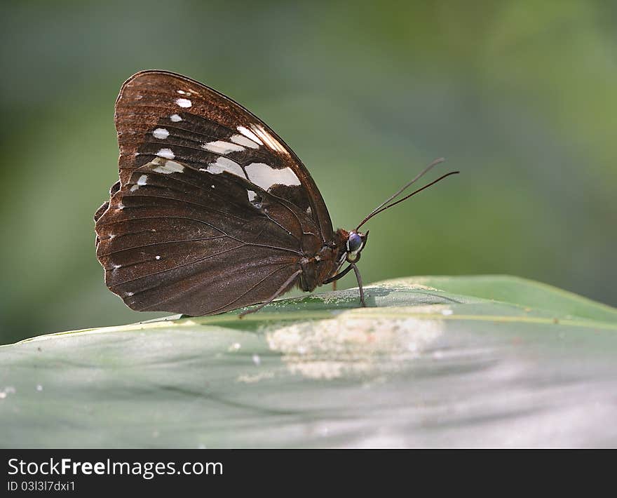 Eye butterfly (Penthema adelma Felder