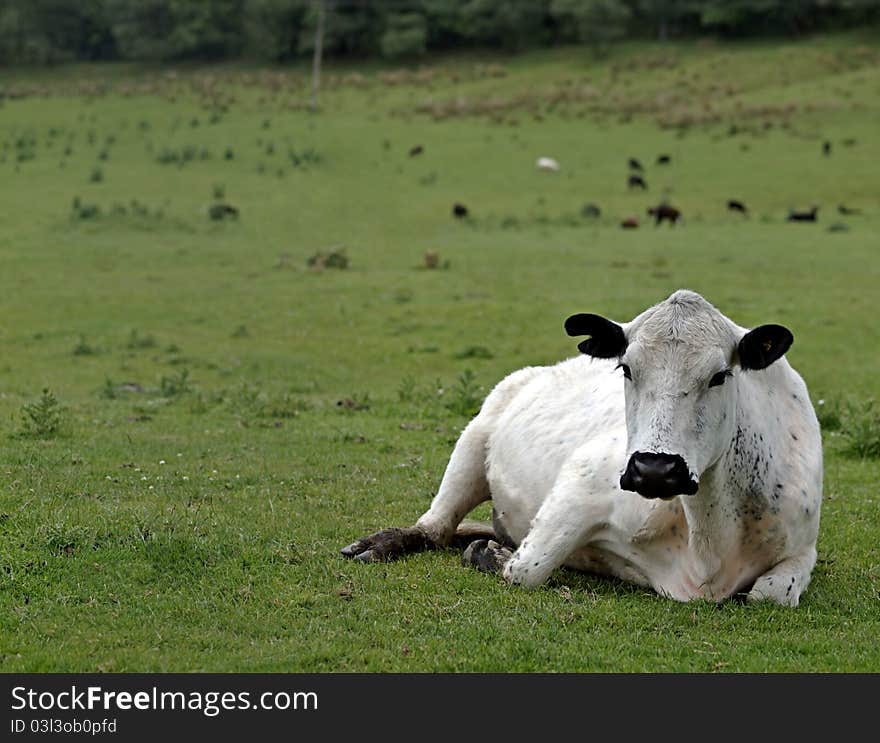 British White Beef Cow