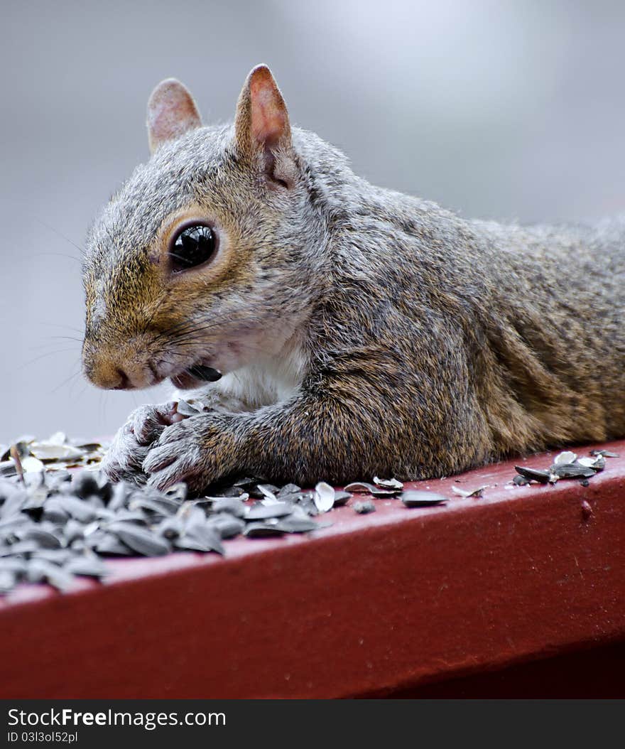 Squirrel laying on deck rail eating sunflower seeds. Squirrel laying on deck rail eating sunflower seeds