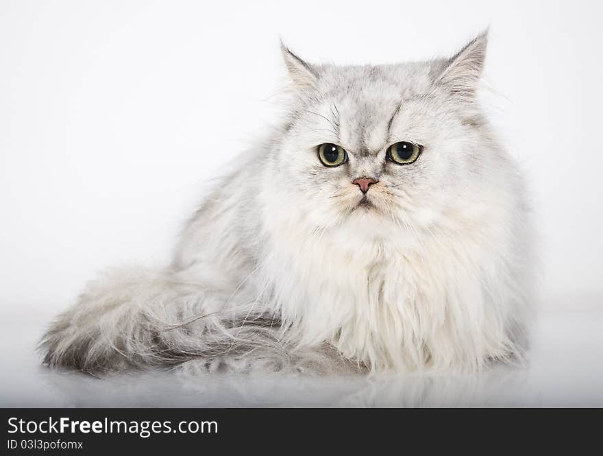 Persian cat