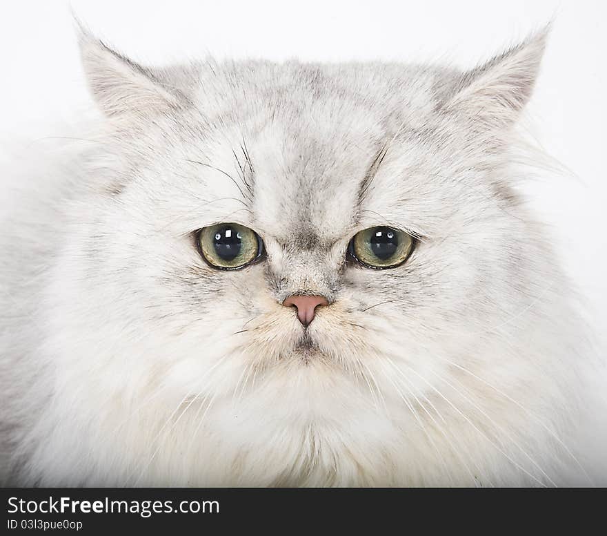 Close up portrait of persian cat. Close up portrait of persian cat