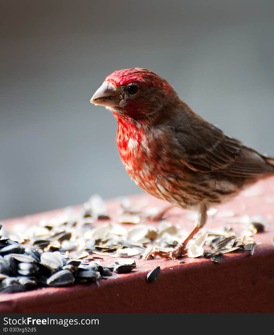 Male House Finch