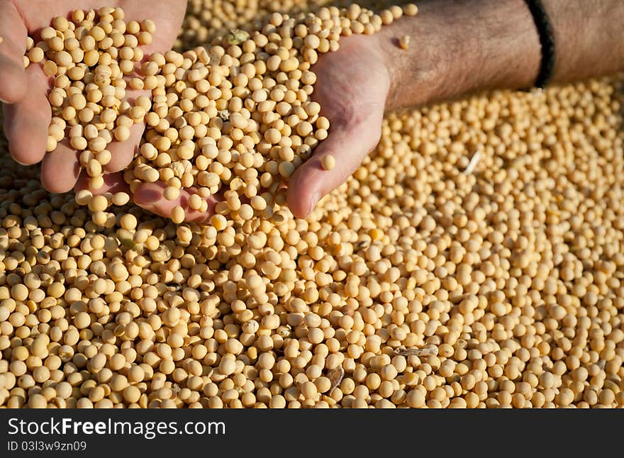 Human hands pouring soy beans after harvest. Human hands pouring soy beans after harvest