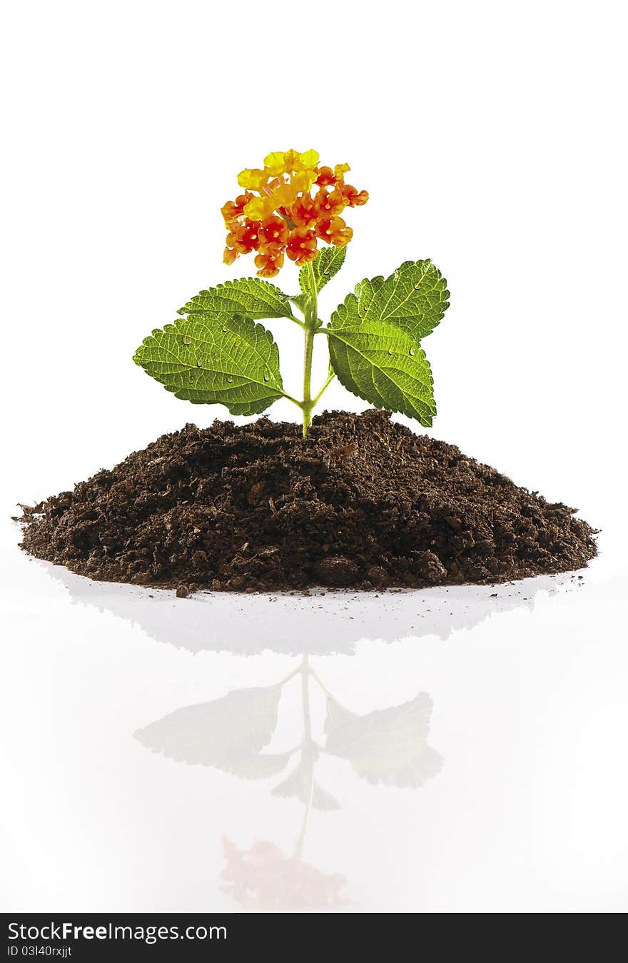 Small flower emerging from a pile of soil. Small flower emerging from a pile of soil