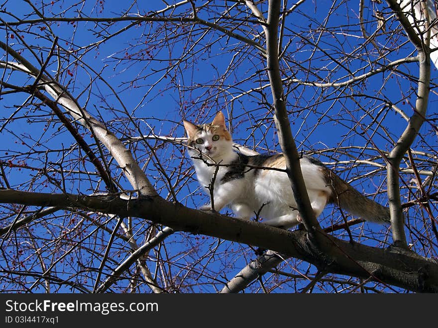 Cat on a tree, tree branches, the blue sky, spring day,. Cat on a tree, tree branches, the blue sky, spring day,