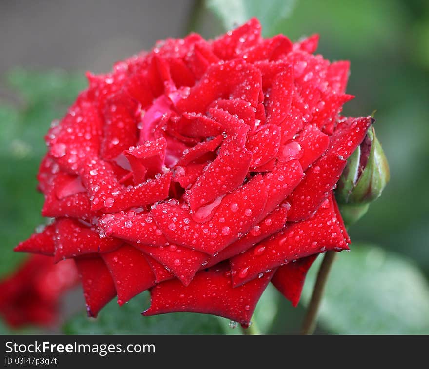 Red rose with water drops. Red rose with water drops