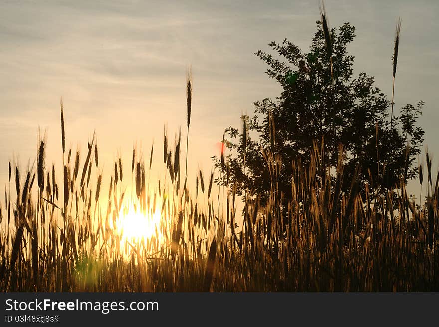 Oak, rye and sunset - russian field in the summer