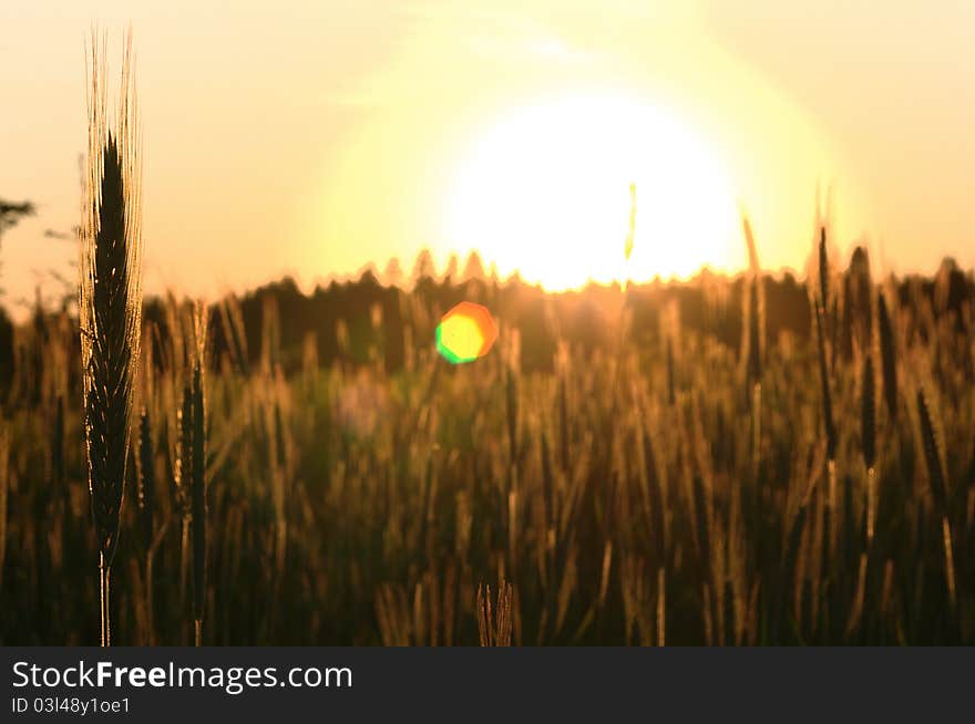 Sunset in the rye field