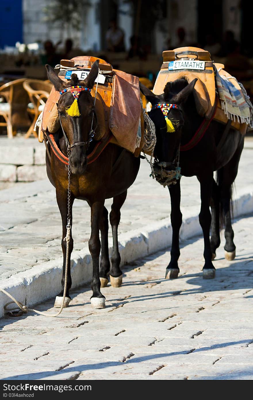 Donkey images from Hydra, Greek Islands