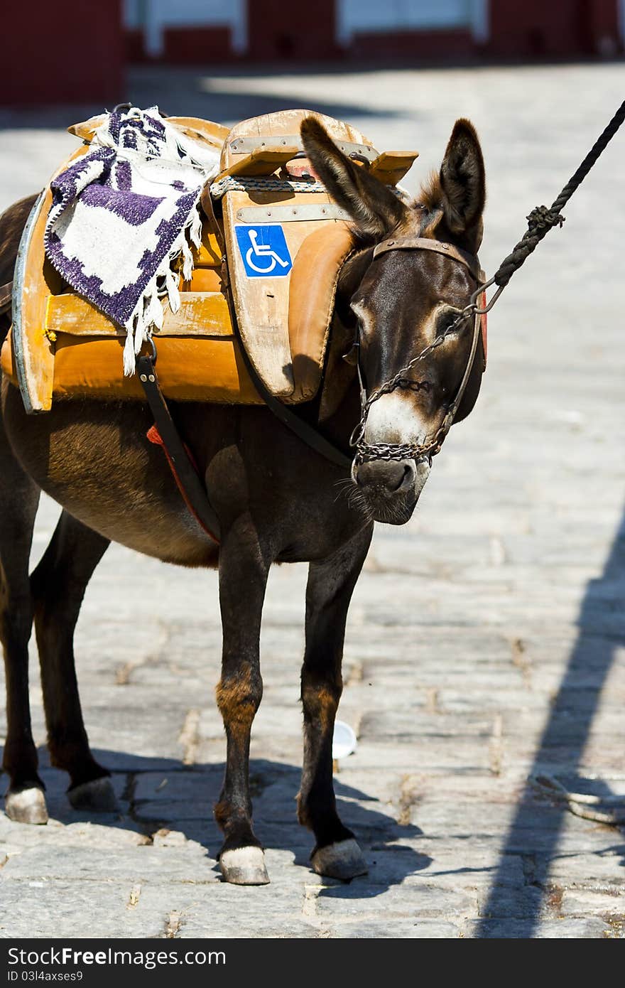 Donkey images from Hydra, Greek Islands