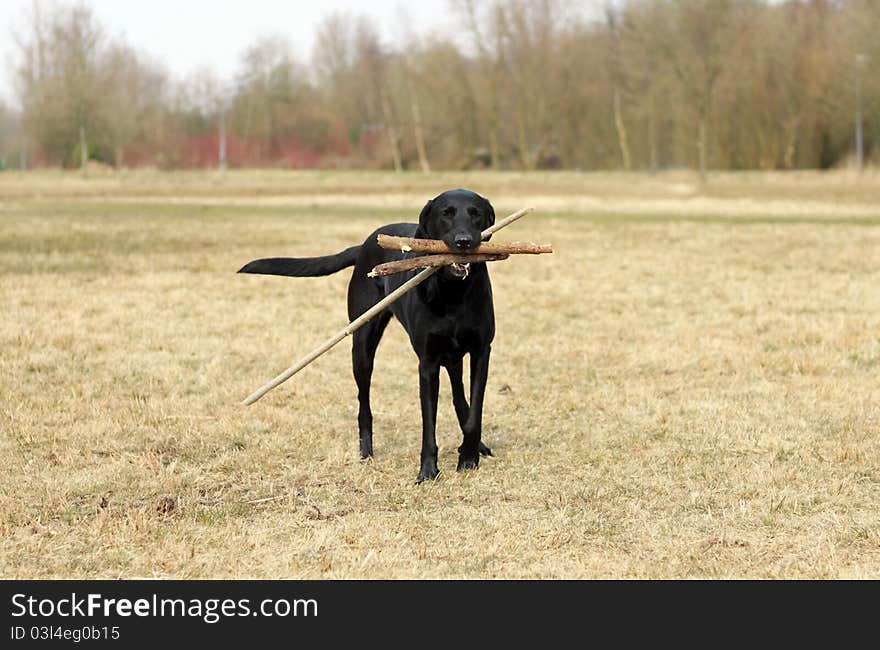 Black dog with a few steaks in the mouth. Black dog with a few steaks in the mouth