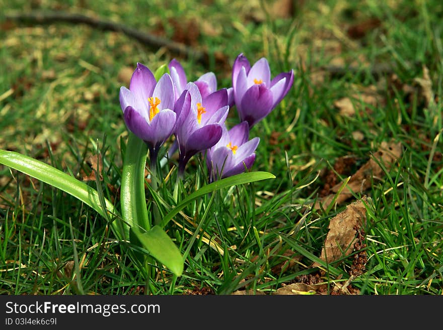 Purple crocuses