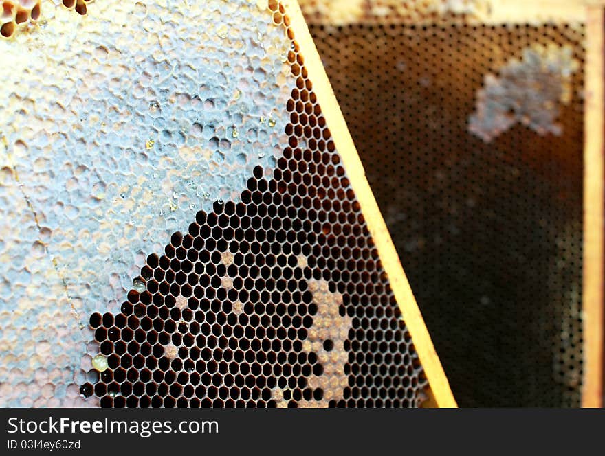 Honey comb in the frame close up