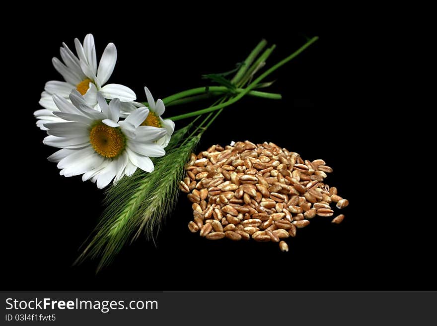 Chamomiles and cereal plant with grain